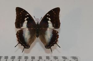  (Charaxes usambarae maridadi f.maridadi - BC-Turl -0111)  @14 [ ] Unspecified (default): All Rights Reserved  Unspecified Unspecified