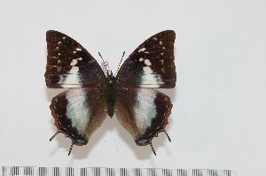  (Charaxes chunguensis - BC-Turl -0123)  @14 [ ] Unspecified (default): All Rights Reserved  Unspecified Unspecified