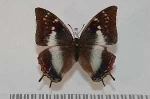  (Charaxes margaretae - BC-Turl -0130)  @14 [ ] Unspecified (default): All Rights Reserved  Unspecified Unspecified