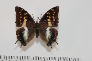  (Charaxes berkeleyi - BC-Turl -0133)  @15 [ ] Unspecified (default): All Rights Reserved  Unspecified Unspecified