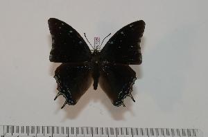  (Charaxes evansi - BC-Turl -0135)  @14 [ ] Unspecified (default): All Rights Reserved  Unspecified Unspecified