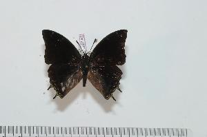  (Charaxes karkloof - BC-Turl -0145)  @14 [ ] Unspecified (default): All Rights Reserved  Unspecified Unspecified