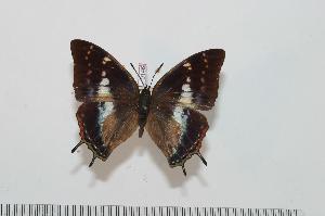  (Charaxes karkloof - BC-Turl -0146)  @14 [ ] Unspecified (default): All Rights Reserved  Unspecified Unspecified