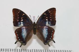  (Charaxes marieps - BC-Turl -0148)  @15 [ ] Unspecified (default): All Rights Reserved  Unspecified Unspecified
