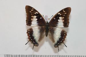  (Charaxes contrarius f.contrarius - BC-Turl -0155)  @14 [ ] Unspecified (default): All Rights Reserved  Unspecified Unspecified