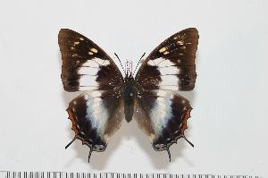  (Charaxes contrarius f.rosae - BC-Turl -0157)  @14 [ ] Unspecified (default): All Rights Reserved  Unspecified Unspecified