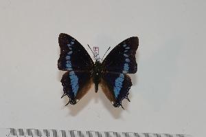  (Charaxes thysi - BC-Turl -0175)  @14 [ ] Unspecified (default): All Rights Reserved  Unspecified Unspecified