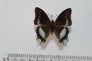  (Charaxes baumanni - BC-Turl -0185)  @14 [ ] Unspecified (default): All Rights Reserved  Unspecified Unspecified