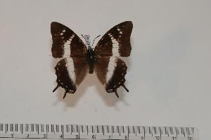  (Charaxes baumanni baumanni - BC-Turl -0186)  @14 [ ] Unspecified (default): All Rights Reserved  Unspecified Unspecified