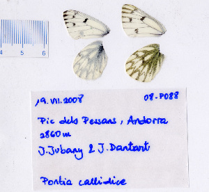  ( - RVcoll.08-P088)  @13 [ ] Copyright (2010) Butterfly Study Group at IBE Institute of Evolutionary Biology