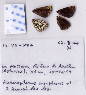  ( - RVcoll.07-W176)  @12 [ ] Copyright (2010) Butterfly Study Group at IBE Institute of Evolutionary Biology