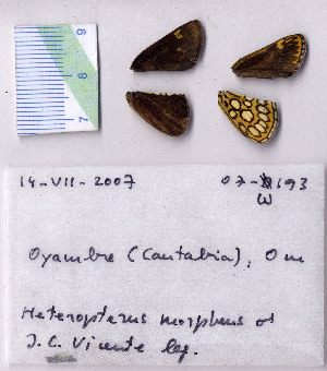  ( - RVcoll.07-W193)  @12 [ ] Copyright (2010) Butterfly Study Group at IBE Institute of Evolutionary Biology