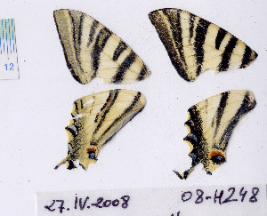  ( - RVcoll.08-H248)  @12 [ ] Copyright (2010) Butterfly Study Group at IBE Institute of Evolutionary Biology