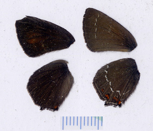  ( - RVcoll.08-M930)  @12 [ ] Copyright (2012) Roger Vila Institute of Evolutionary Biology