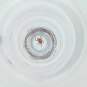  ( - FACE_014_A6)  @11 [ ] by  Genome Research Ltd as Wellcome Sanger Institute Genome Research Limited operating as Wellcome Sanger Institute