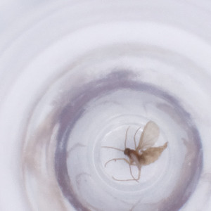  ( - FACE_029_E10)  @11 [ ] by  Genome Research Ltd as Wellcome Sanger Institute Genome Research Limited operating as Wellcome Sanger Institute