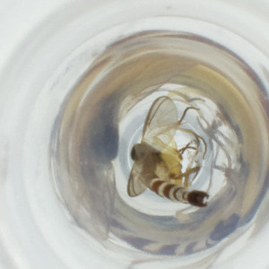  ( - FACE_106_F1)  @11 [ ] by  Genome Research Ltd as Wellcome Sanger Institute Genome Research Limited operating as Wellcome Sanger Institute