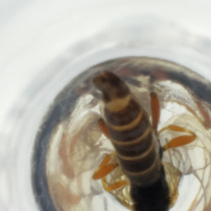  ( - FACE_136_F7)  @11 [ ] by  Genome Research Ltd as Wellcome Sanger Institute Genome Research Limited operating as Wellcome Sanger Institute