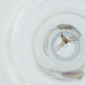  ( - FACE_139_A11)  @11 [ ] by  Genome Research Ltd as Wellcome Sanger Institute Genome Research Limited operating as Wellcome Sanger Institute