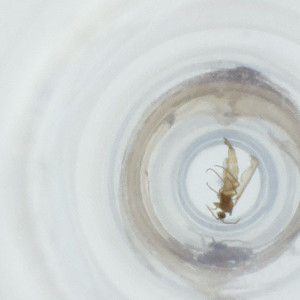  ( - FACE_139_A5)  @11 [ ] by  Genome Research Ltd as Wellcome Sanger Institute Genome Research Limited operating as Wellcome Sanger Institute