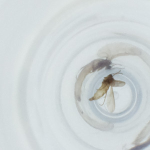  ( - FACE_139_G5)  @11 [ ] by  Genome Research Ltd as Wellcome Sanger Institute Genome Research Limited operating as Wellcome Sanger Institute