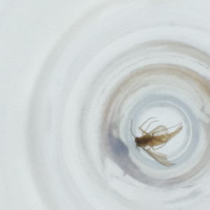  ( - FACE_139_G6)  @11 [ ] by  Genome Research Ltd as Wellcome Sanger Institute Genome Research Limited operating as Wellcome Sanger Institute