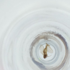  ( - FACE_140_F11)  @11 [ ] by  Genome Research Ltd as Wellcome Sanger Institute Genome Research Limited operating as Wellcome Sanger Institute