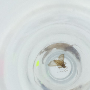  ( - FACE_140_F12)  @11 [ ] by  Genome Research Ltd as Wellcome Sanger Institute Genome Research Limited operating as Wellcome Sanger Institute