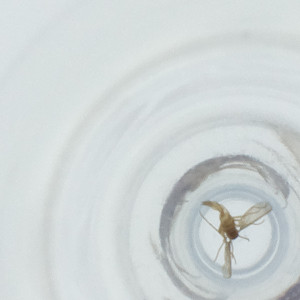  ( - FACE_141_C4)  @11 [ ] by  Genome Research Ltd as Wellcome Sanger Institute Genome Research Limited operating as Wellcome Sanger Institute