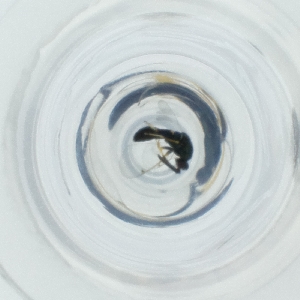  ( - FACE_286_H4)  @11 [ ] by  Genome Research Ltd as Wellcome Sanger Institute Genome Research Limited operating as Wellcome Sanger Institute