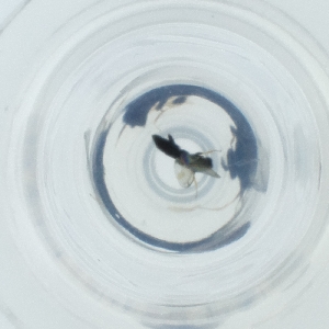  ( - FACE_287_B1)  @11 [ ] by  Genome Research Ltd as Wellcome Sanger Institute Genome Research Limited operating as Wellcome Sanger Institute