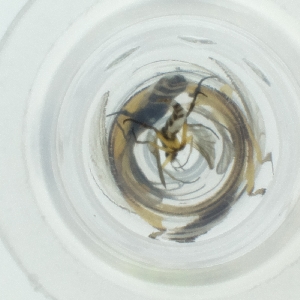  ( - FACE_291_G9)  @11 [ ] by  Genome Research Ltd as Wellcome Sanger Institute Genome Research Limited operating as Wellcome Sanger Institute