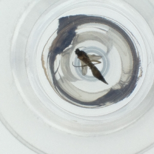  ( - FACE_294_A10)  @11 [ ] by  Genome Research Ltd as Wellcome Sanger Institute Genome Research Limited operating as Wellcome Sanger Institute