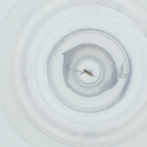  ( - FACE_295_E9)  @11 [ ] by  Genome Research Ltd as Wellcome Sanger Institute Genome Research Limited operating as Wellcome Sanger Institute