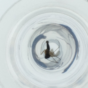  ( - FACE_297_B1)  @11 [ ] by  Genome Research Ltd as Wellcome Sanger Institute Genome Research Limited operating as Wellcome Sanger Institute