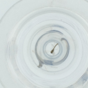  ( - FACE_297_C1)  @11 [ ] by  Genome Research Ltd as Wellcome Sanger Institute Genome Research Limited operating as Wellcome Sanger Institute