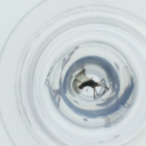  ( - FACE_297_H1)  @11 [ ] by  Genome Research Ltd as Wellcome Sanger Institute Genome Research Limited operating as Wellcome Sanger Institute