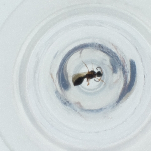  ( - FACE_310_G1)  @11 [ ] by  Genome Research Ltd as Wellcome Sanger Institute Genome Research Limited operating as Wellcome Sanger Institute