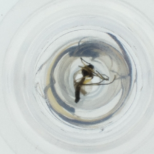  ( - FACE_319_D3)  @11 [ ] by  Genome Research Ltd as Wellcome Sanger Institute Genome Research Limited operating as Wellcome Sanger Institute