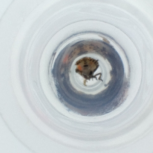  ( - FACE_319_E10)  @11 [ ] by  Genome Research Ltd as Wellcome Sanger Institute Genome Research Limited operating as Wellcome Sanger Institute