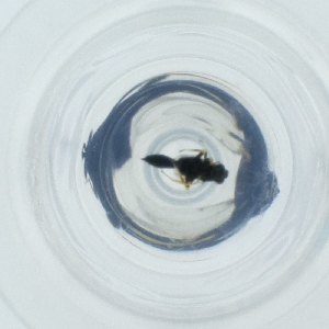  ( - FACE_320_D2)  @11 [ ] by  Genome Research Ltd as Wellcome Sanger Institute Genome Research Limited operating as Wellcome Sanger Institute