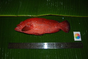  ( - WEH_1 25 3_SONNERATI)  @11 [ ] Copyright (2017) FADLI Unspecified