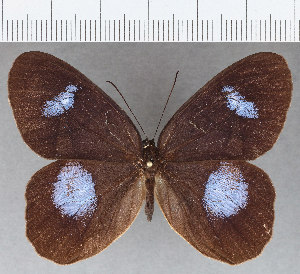  ( - CFC10817)  @11 [ ] Copyright (2019) Center For Collection-Based Research Center For Collection-Based Research