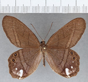  ( - CFC10927)  @11 [ ] Copyright (2019) Center For Collection-Based Research Center For Collection-Based Research