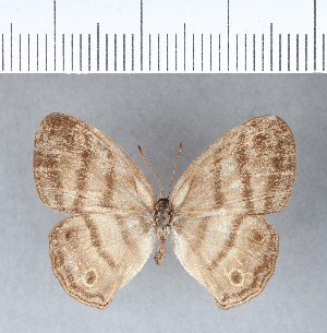  ( - CFC11453)  @11 [ ] Copyright (2018) Center For Collection-Based Research Center For Collection-Based Research