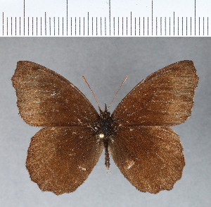  ( - CFC01202)  @11 [ ] Copyright (2018) Center For Collection-Based Research Center For Collection-Based Research