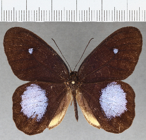  ( - CFC12266)  @11 [ ] Copyright (2019) Center For Collection-Based Research Center For Collection-Based Research
