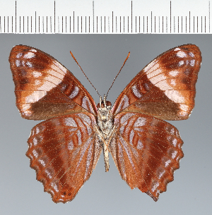  (Adelpha sp. CF01 - CFC01240)  @11 [ ] copyright (2023) Center For Collection-Based Research Center For Collection-Based Research