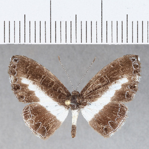  ( - CFC12801)  @11 [ ] Copyright (2019) Center For Collection-Based Research Center For Collection-Based Research