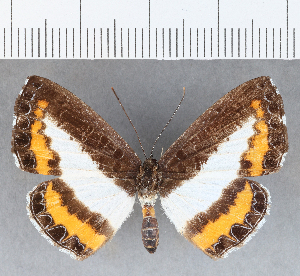  ( - CFC12971)  @11 [ ] Copyright (2019) Center For Collection-Based Research Center For Collection-Based Research